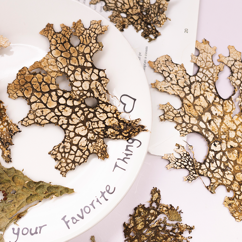 4pcs,Rare Bark Natural Pressed - Art Craft Flower Making avaliação e preço