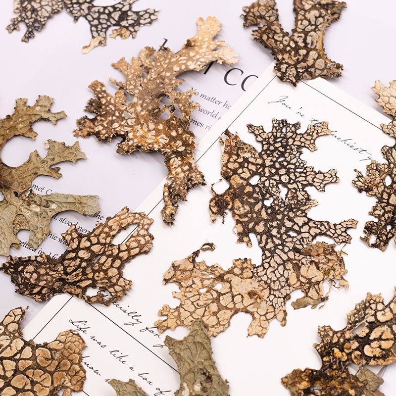 4pcs,Rare Bark Natural Pressed - Art Craft Flower Making avaliação e preço